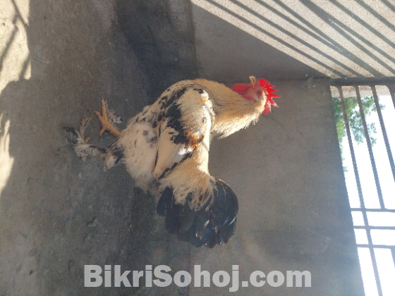 এক টি ব্রাহামা মোরগ  সেল করা হবে